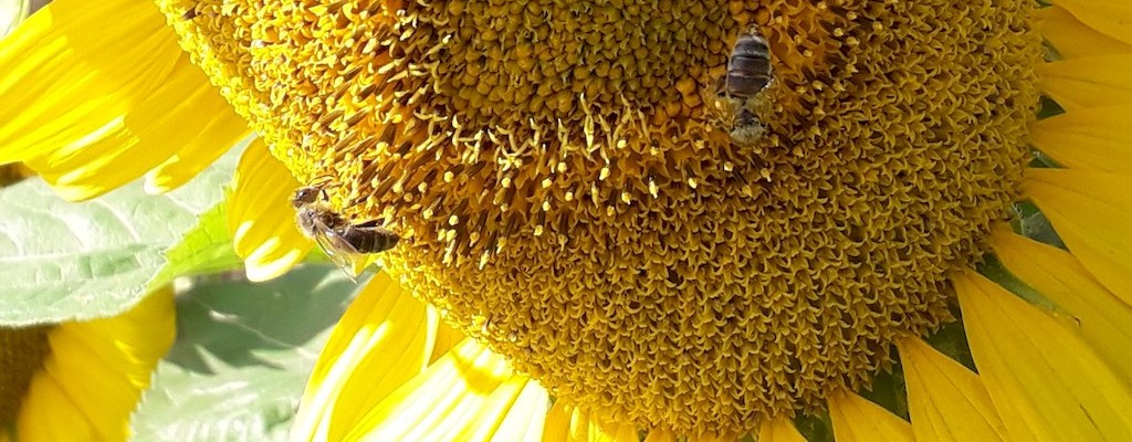 Abeilles sur un tournesol